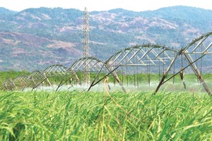 Ngành mía đường, “sân chơi” không dành cho kẻ yếu 