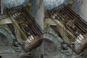 Hổ mang sập bẫy chuột vì mải bắt con mồi