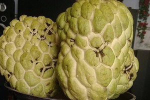 Những trái na đầu tiên ở vườn nhà ông Thành.