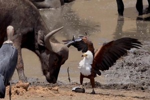 Đại bàng cá xòe vuốt tấn công trâu rừng