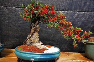 Cây táo gai ký đá tại vườn nhà ông Minh. Ảnh: NVCC.