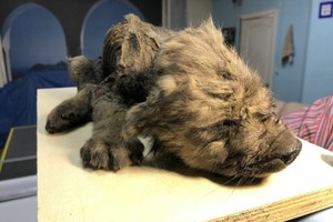 Phát hiện chú cún 18.000 năm tuổi gần như nguyên vẹn trong băng