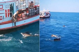 Cá kiếm tấn công thợ lặn