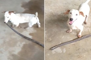 Chó cắn cổ rắn tha về nhà chủ