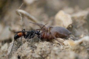 Đàn kiến trộm nhện sói khỏi tay ong bắp cày