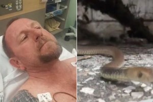 Rắn nâu phương đông tấn công người bắt rắn