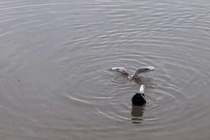 Bạch tuộc đoạt mạng mòng biển