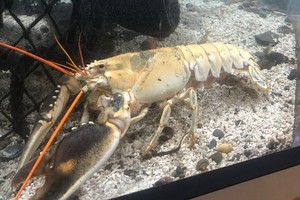 Tôm hùm trắng ngà mắc chứng bạch biến. Ảnh: Fox News.