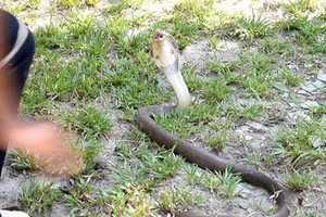 Hổ mang dài 1,2 m nấp sau máy giặt