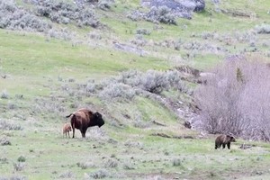 Bò mẹ đối đầu gấu xám và chó sói để bảo vệ con