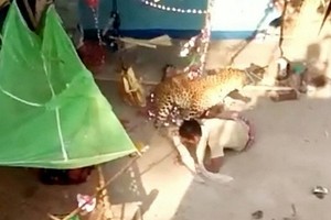 Báo hoa mai vào làng vồ bị thương 7 người