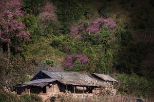 Sắc hoa nhuộm hồng núi rừng Tây Bắc dịp cuối Đông