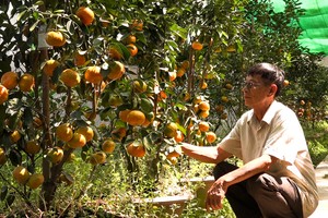 Ông Hồng chăm sóc các chậu quýt của mình. Ảnh: An Bình.