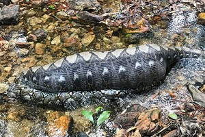 Trăn nằm nghỉ dưới suối sau khi nuốt chửng lợn rừng