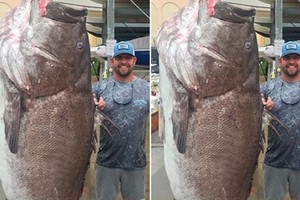 Cá mú già nặng gần 160 kg cắn câu