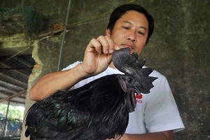 Gà đen được nhiều người ưa thích dùng trong dịp Tết. Ảnh: Lê Hoàng.