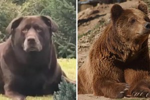 Chó lai Bella và gấu nâu Bắc Mỹ (phải). Ảnh: Tyla.