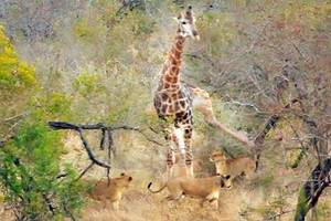 Hươu cao cổ liên tục tung cước đá sư tử