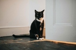 Mèo đuổi đánh ba con sói đồng cỏ mò vào nhà chủ