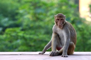 Khỉ gây ra nhiều rắc rối ở Ấn Độ. Ảnh: Gizmodo.