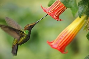 Loài chim ruồi có mỏ dài hơn thân