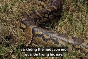Trăn đá mang thai siết chết thỏ