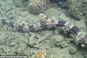 Loài cá Halmahera Epaulette, một trong bốn loài cá mập có thể đi bộ qua các rạn san hộ.