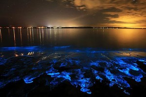 Tảo phát quang nở rộ khiến bãi biển rực sáng