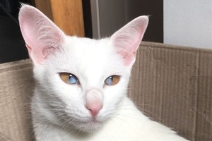 Siêu hiểm: Chú mèo có đôi mắt nửa màu nâu nửa màu xanh