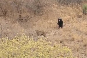 Gấu lợn đứng thẳng dọa hổ bỏ chạy