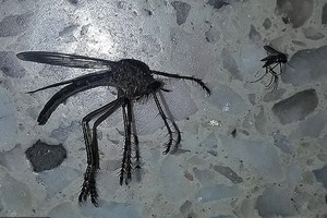 Xác muỗi khổng lồ bay vào nhà Ezequiel Lobo. Ảnh: Twitter.