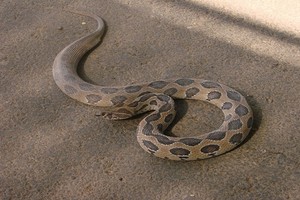 Chó trúng độc khi ngăn rắn lẻn vào nhà