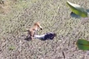 Hổ bỏ tấn công khi thấy người đàn ông giả chết