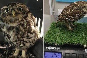 Con cú nặng hơn khoảng 1/3 cân nặng so với những con cú bình thường khác. Ảnh: Khu bảo tồn chim cú Suffolk.