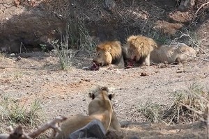 Sư tử cái trơ mắt nhìn con đực cướp xác linh dương