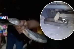 Bắt hổ mang chúa 4 m trốn dưới gầm xe