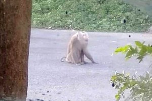 Con khỉ cắn nhiều người trong khu dân cư Minh Châu, TP Sóc Trăng. Ảnh người dân cung cấp.