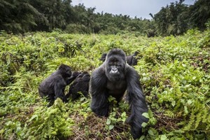 Chỉ còn khoảng 1.000 con khỉ đột núi còn tồn tại trên thế giới. Ảnh: BBC.