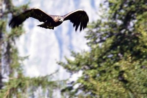 Động vật chạy trốn tán loạn khi thấy bóng đại bàng