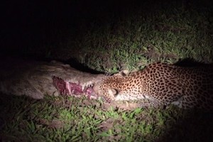 Báo hoa mai chui vào hàm cá sấu trộm thịt