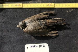 Con chim có tuổi thọ lên tới 46.000 năm tuổi.