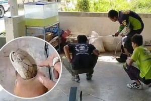 Hổ mang chúa 4 mét cố thủ dưới bể cá