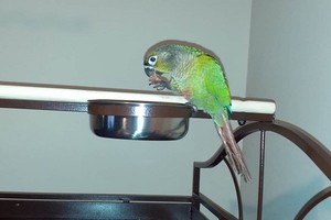 Vẹt Louie chết trong đám cháy. Ảnh: Independent.