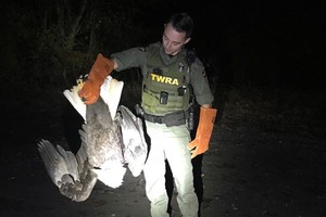 Đại bàng đầu trắng bị bắt lại để kiểm tra sức khỏe. Ảnh: TWRA.