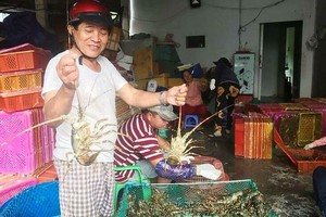 Người nuôi tôm tại Phú Yên đã phấn khởi trở lại. 