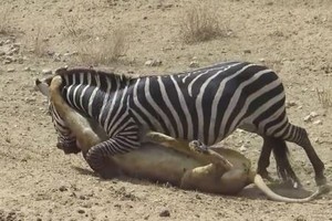 Ngựa vằn tấn công sư tử để bảo vệ con non