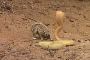 Sóc kịch chiến với rắn hổ mang để bảo vệ con