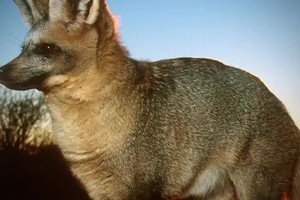 Loài thú nhiều răng nhất trong họ Chó