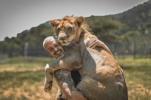 Sư tử ôm chuyên gia bảo tồn sau 2,5 tuần xa cách