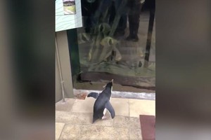 Không có khách đến thăm quan vì dịch Covid-19, chú chim cánh cụt “tung tẩy” khám phá Thủy cung